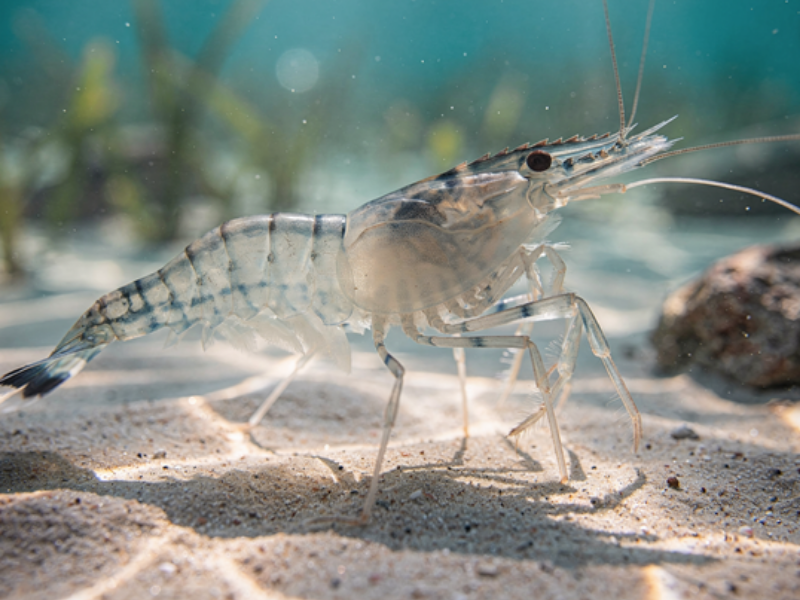 海老養殖プロデュース事業