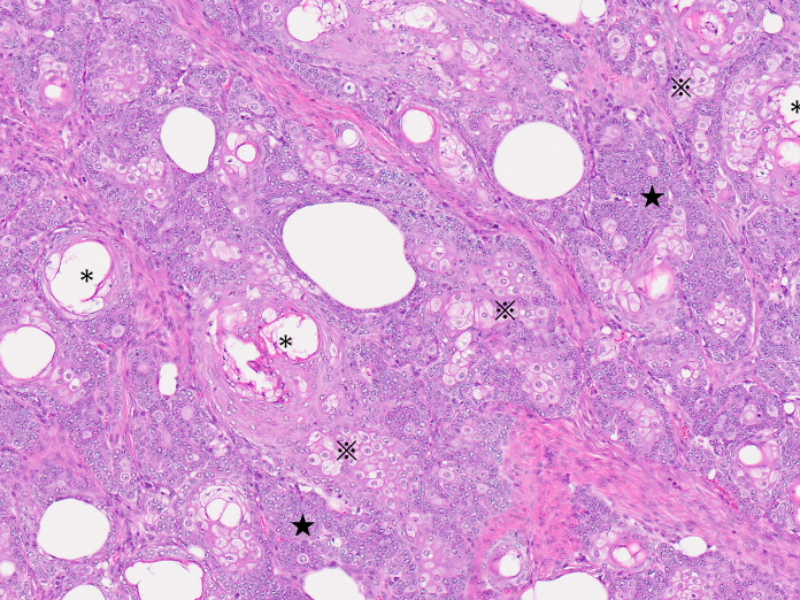 動物病理検査受託事業